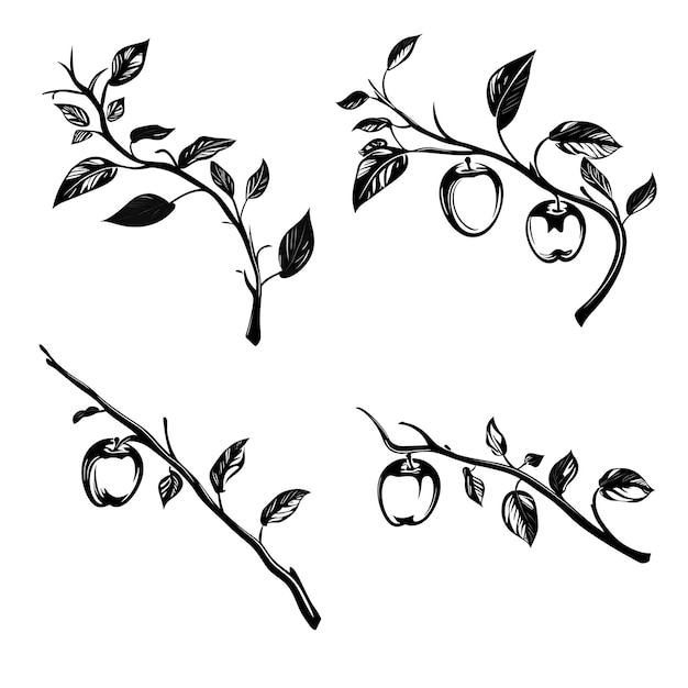 Photo contour de la branche de pomme dessinée à la main couleur noire sur fond blanc contour minimaliste simple