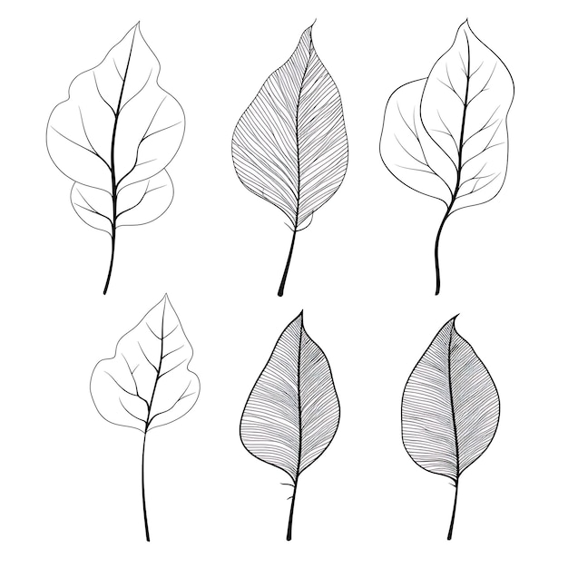 Photo contour de feuille d'eucalyptus dessiné à la main couleur noire sur fond blanc con contour minimaliste simple