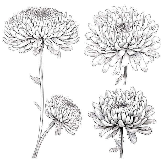 Photo contour de fleur de chrysanthème dessiné à la main couleur noire sur fond blanc contour minimaliste simple