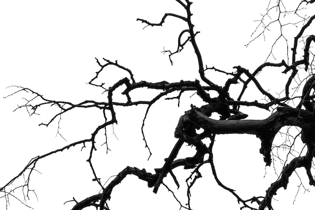 Contour noir d'une branche d'arbre sur un fond clair