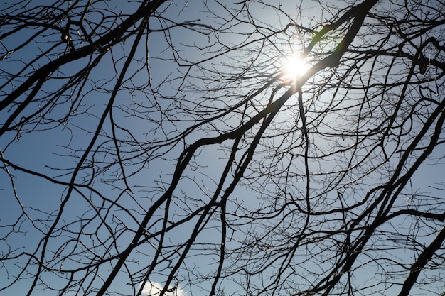 Contre-jour et belles branches de la silhouette de l&#39;arbre et du ciel bleu