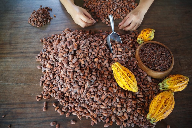 Contrôle manuel de la qualité des fèves de cacao