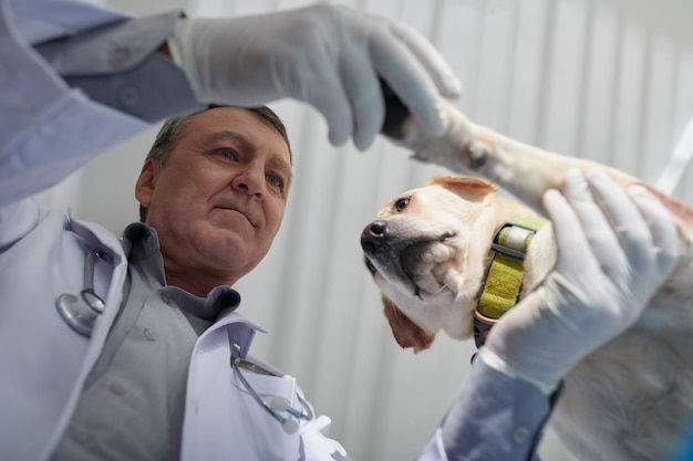 Photo contrôle vétérinaire pattes de chien