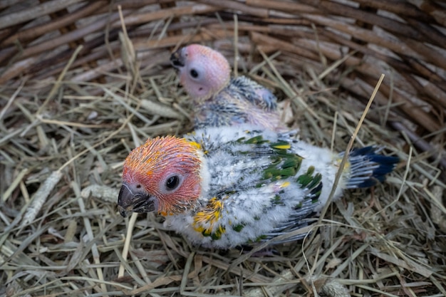 Photo conure oiseau bébé dans le nid de l'oiseau