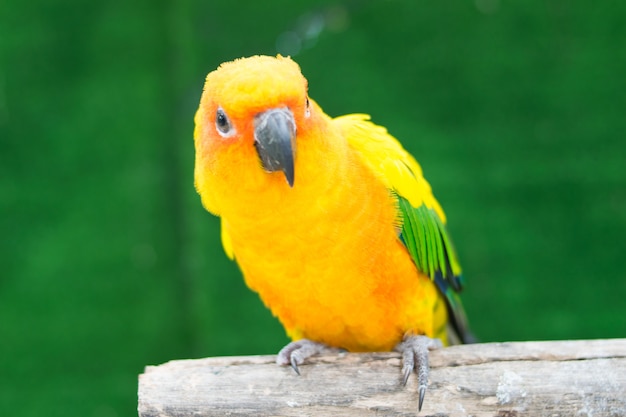 Conure oiseau perroquet sur fond vert