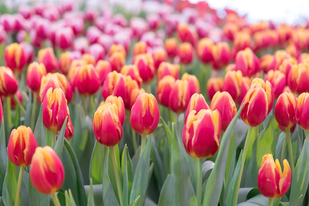 Convertir la tulipe colorée fleurissent belle