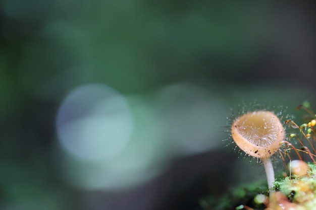 Cookeina sulcipes Coupe de champignons en gros plan