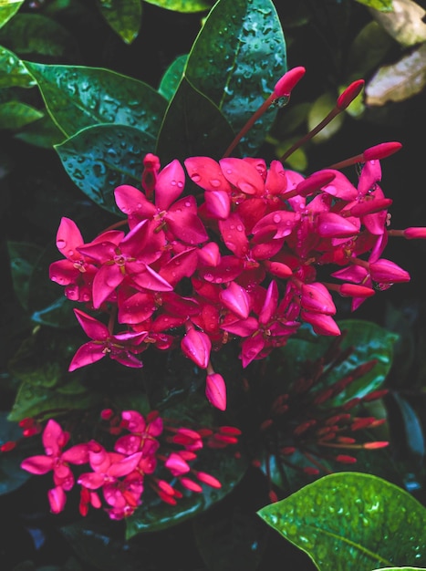 Cool Beau Fond De Fleur D'ixora