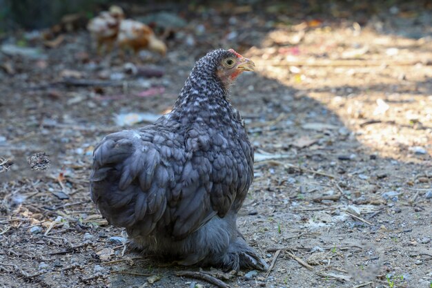 Coor gris Japon coq poule dans un jardin de ferme en Thaïlande
