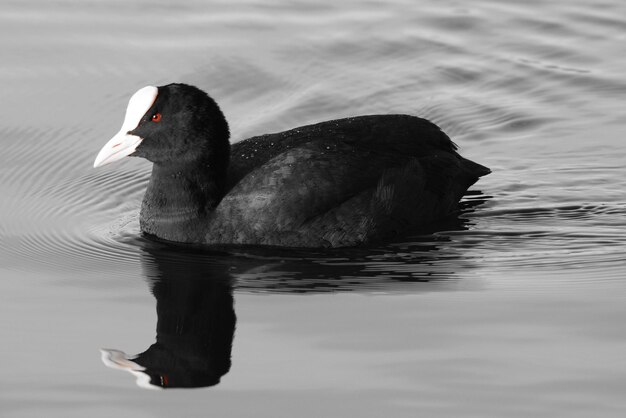 Photo coot nageant dans le lac