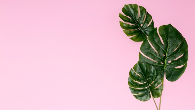 Copier l&#39;espace fond rose avec des feuilles de palmier