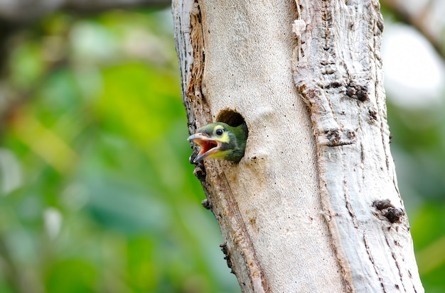 Coppermith Barbet Megalaima haemacephala Beaux oiseaux de Thaïlande