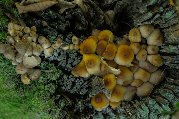 Coprinellus micaceus Groupe de champignons ou de champignons vénéneux sur grappe de bois en forêt champignon vénéneux