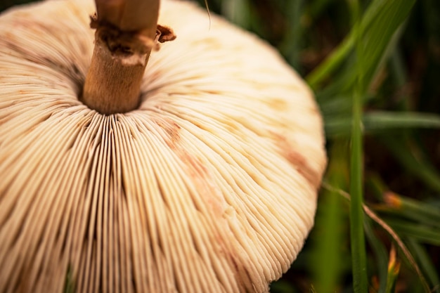 Coprinus comatus Coprinopsis atramentaria Champignon hirsute Champignons poussant sur une pelouse avec de l'herbe d'automne Herbe avec rosée Nature naturelle Couleurs d'automne douces avec flou Mise au point sélective faible profondeur