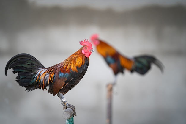 coq adulte à la ferme.