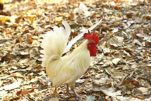 coq bantam blanc à l'extérieur