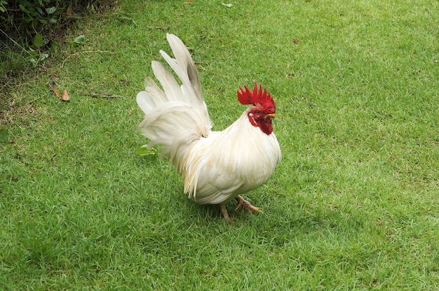 Coq blanc debout sur la pelouse verte