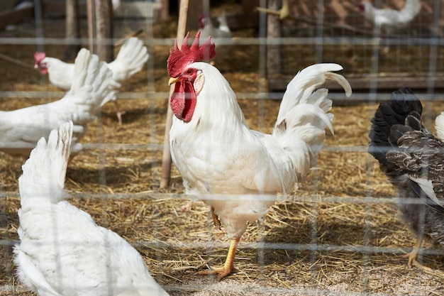 Coq blanc à la ferme