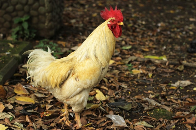 Un coq blanc fort et beau