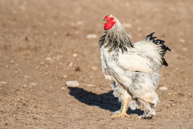 Coq blanc se promenant dans la cour de la ferme