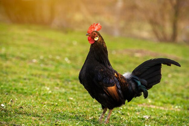 Un coq broutant sur l'herbe verte de l'arrière-cour