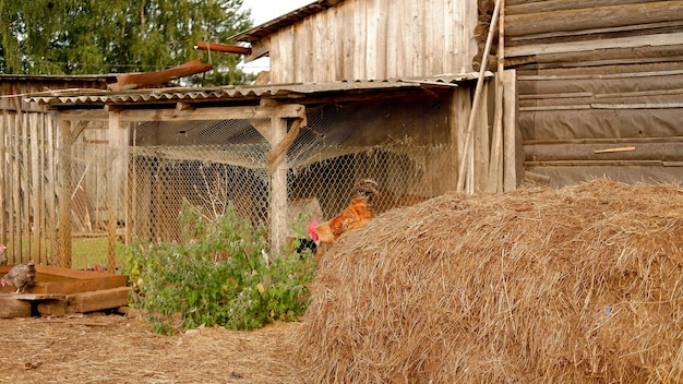 Un coq broute une ferme du village