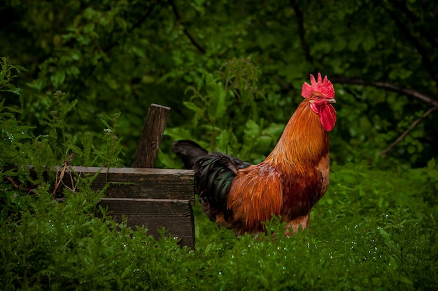 Un coq brun marche dans l'herbe verte. Elevage de volaille