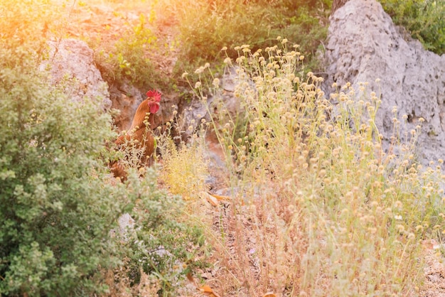 Coq brun parmi l'herbe et les pierres