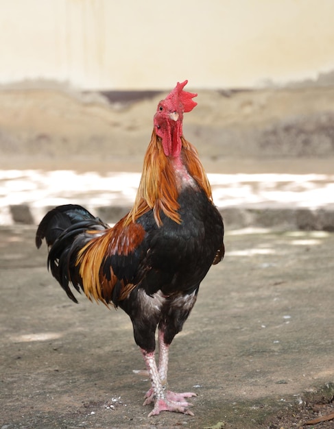 Coq de chasse thaïlandais