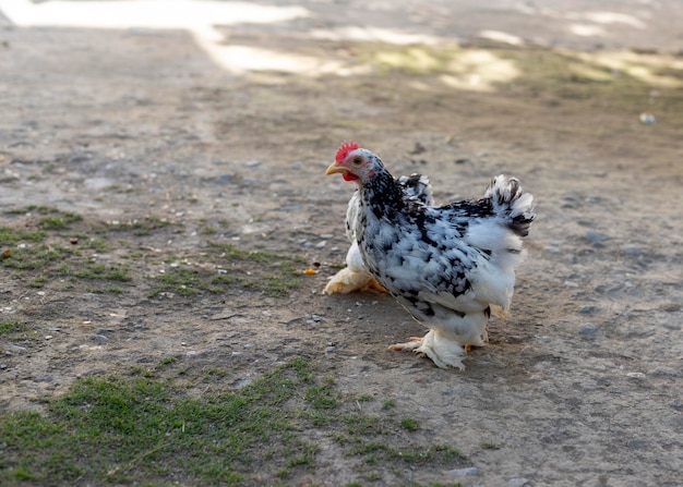 Coq cochin tacheté regardant dans l'objectif de l'appareil photo