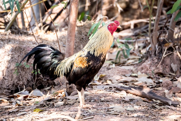 Coq coloré ou coq de combat dans la ferme