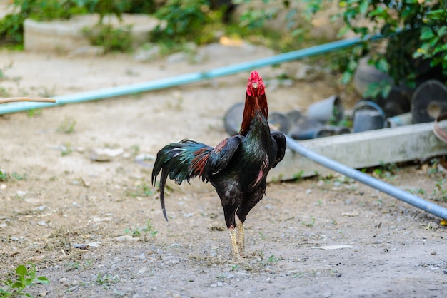 Coq coloré ou coq de combat à la ferme