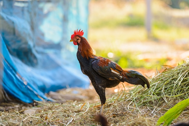 Coq coloré ou coq de combat à la ferme