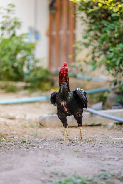 Coq coloré ou coq de combat à la ferme