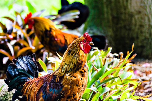 Coq coloré dans le Parque de la Paloma à Benalmadena, Malaga.