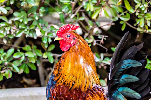 Coq coloré dans le Parque de la Paloma à Benalmadena, Malaga.