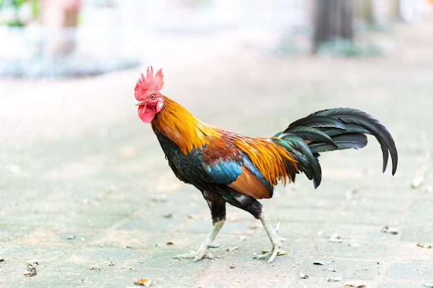 Coq coloré marchant avec arrière-plan flou