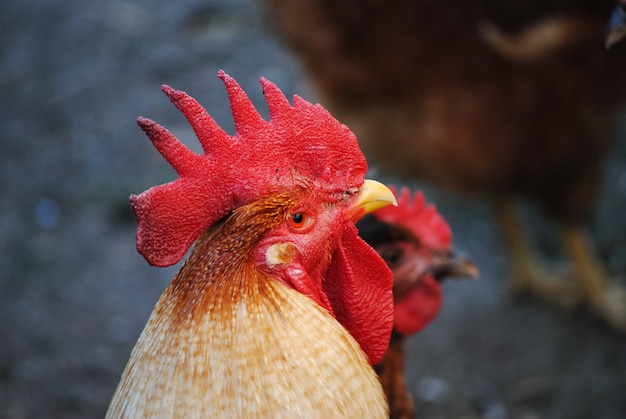 Coq coloré marchant dans le poulailler