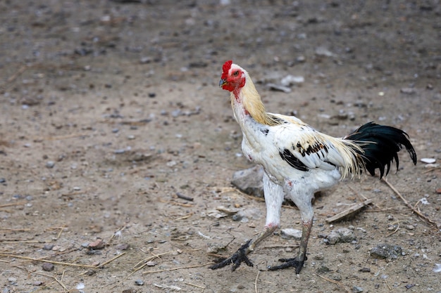 Le coq de combat blanc est une belle ferme d'animaux dans le jardin