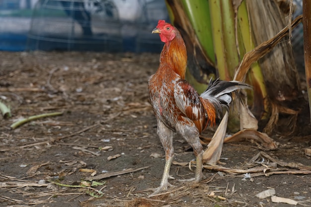 Le coq de combat coloré marche dans une ferme en Thaïlande