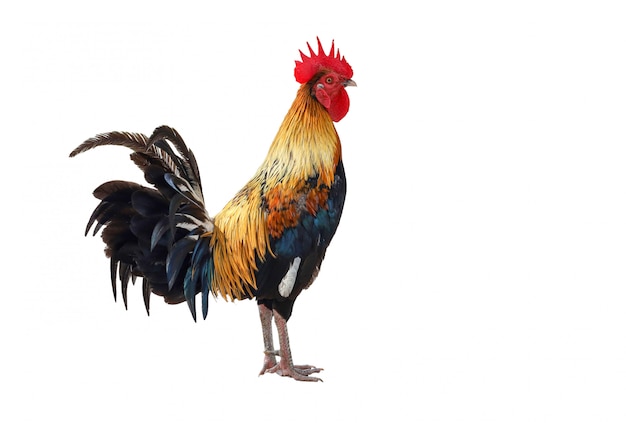 Le coq de combat est un bel animal de compagnie sur fond blanc