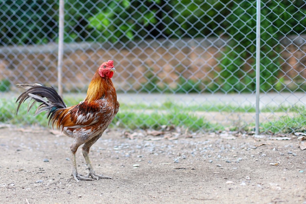 Le coq de combat marche dans une ferme