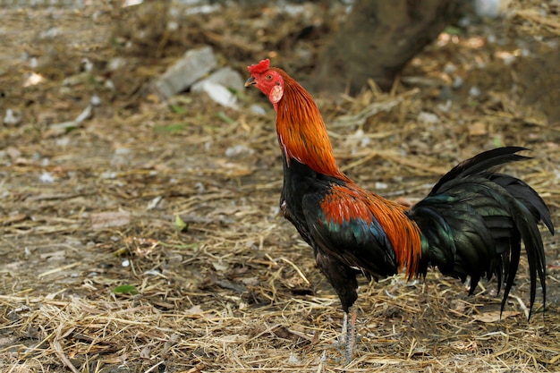 Le coq de combat thaïlandais dans la ferme nature jardin en Thaïlande