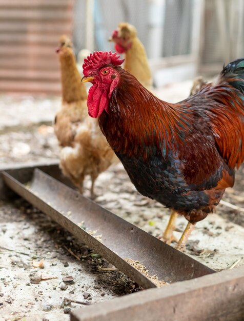 Coq dans la cour de ferme à la campagne