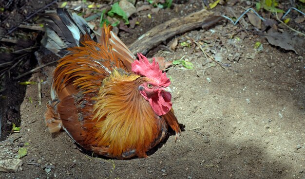 Coq dans la cour