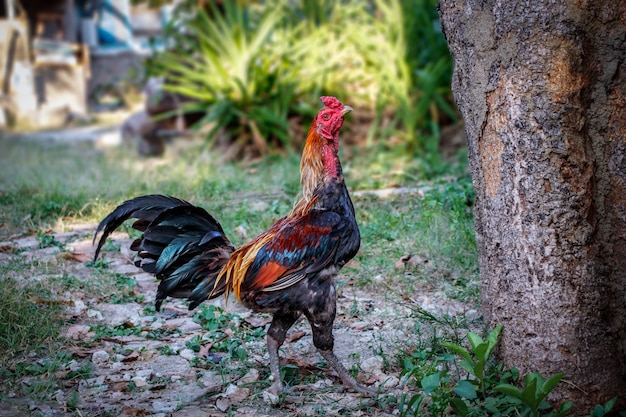 Photo coq dans une ferme avec cour