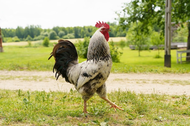 Coq dans une ferme du village à l'extérieur Animaux domestiques et oiseaux rustiques et ruraux