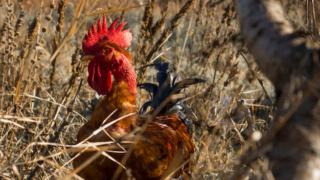 Un coq dans les hautes herbes