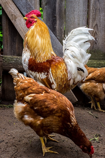 Coq dans le poulailler