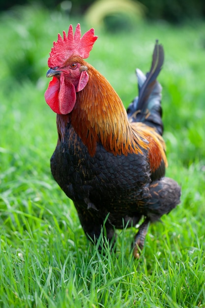 coq dans le pré